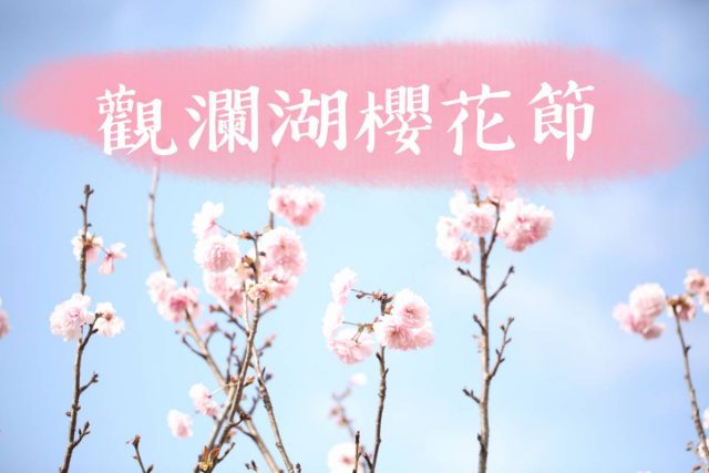 【深圳好去處】：唔洗去日本搶先觀賞櫻花盛開